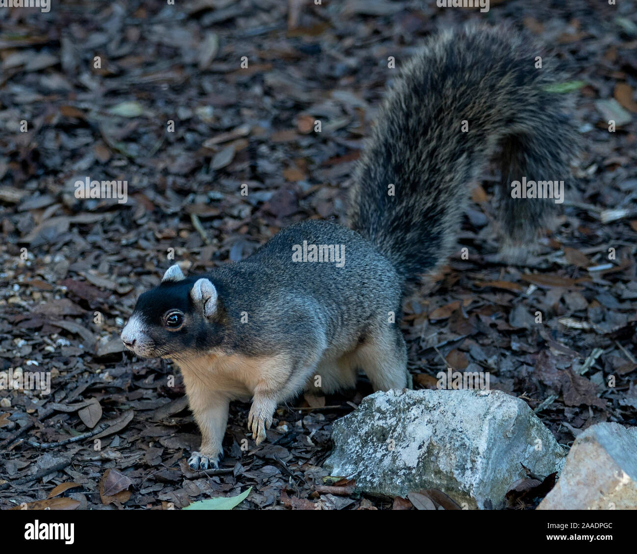 Sherman's Fox Squirrel nourriture dans son environnement et de l'environnement avec un fond de feuillage tout en exposant son corps, tête, yeux, oreilles, nez, pattes, tai Banque D'Images