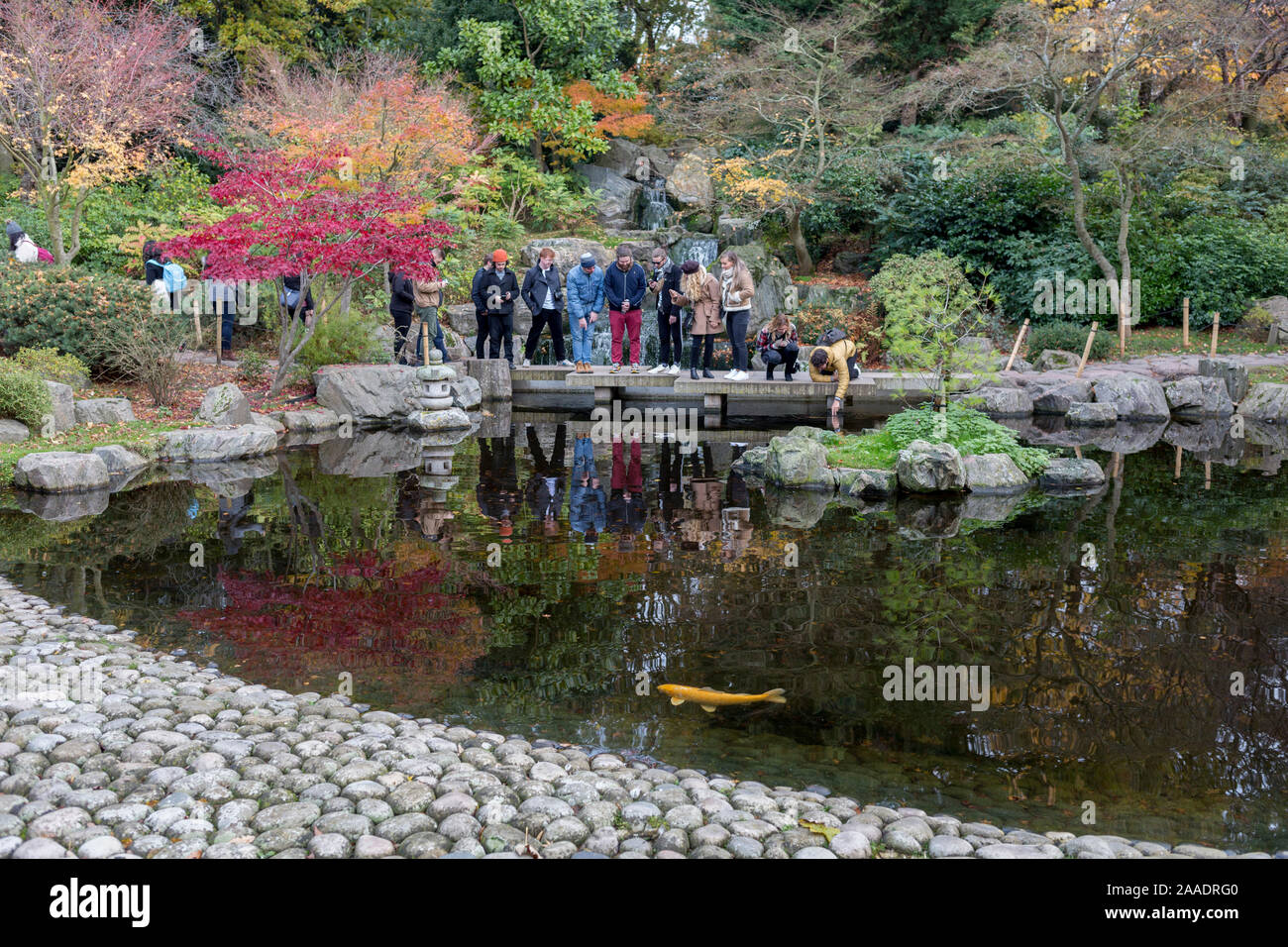 Les visiteurs du Jardin de Kyoto regarder dans l'eau pour voir les carpes koï en Hollande' Parcs Jardin de Kyoto, le 17 novembre 2019, à Londres, en Angleterre. Le Jardin de Kyoto a été ouverte en 1991. C'était un cadeau de la ville de Kyoto pour commémorer la longue amitié entre le Japon et la Grande-Bretagne. Aujourd'hui, le Jardin de Kyoto est une partie populaire de Holland Park - mais ce n'est pas le seul jardin japonais dans cet espace vert. En juillet 2012, le Jardin du souvenir de Fukushima a été officiellement ouverte. Il commémore la gratitude du peuple japonais au peuple britannique pour leur soutien après les catastrophes naturelles qui st Banque D'Images