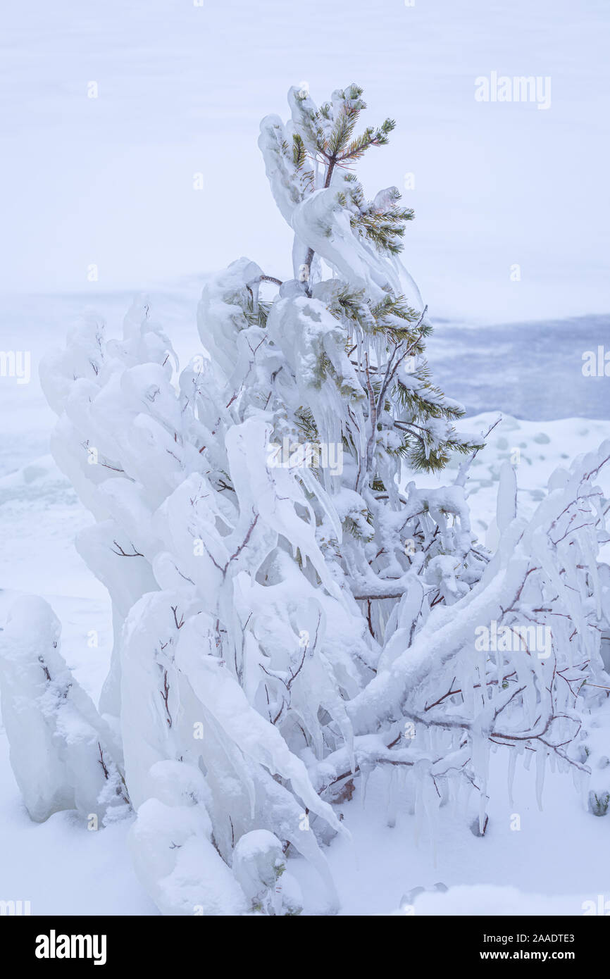 Glaçons congelés sur petit arbre au bord du lac en Finlande Banque D'Images