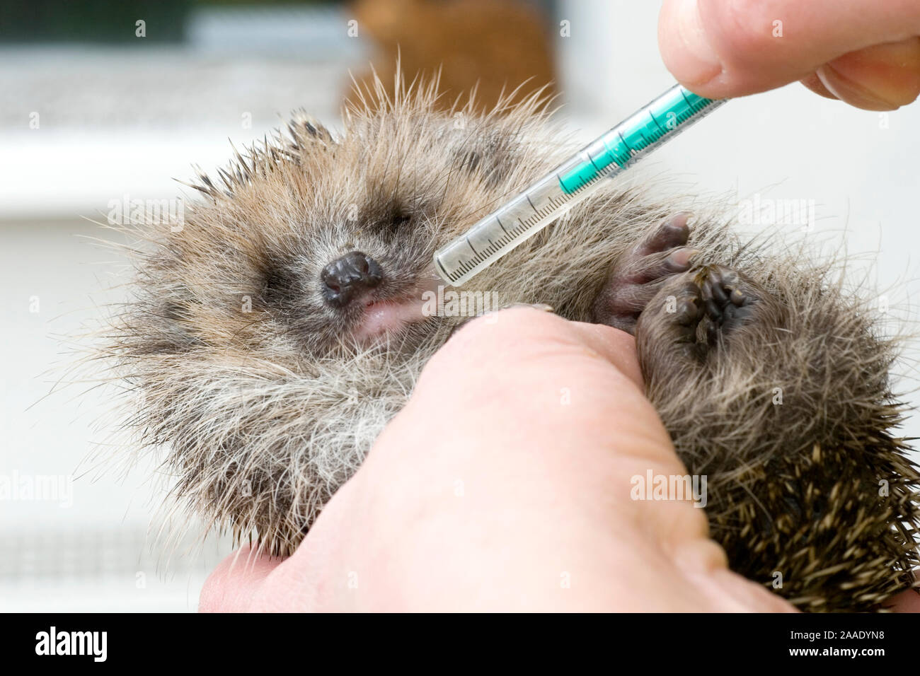 Europäischer Igel wird gefüttert Banque D'Images