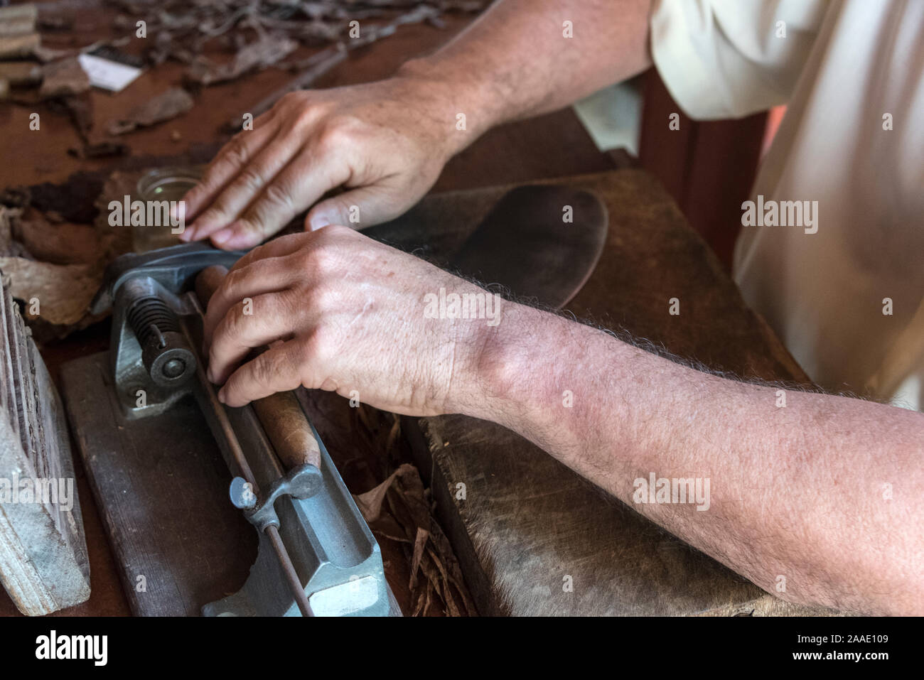 Un torcedor (rouleur de cigares) Couper les extrémités d'un cigare à la main sur un grand plus mignon à sa table de travail à une ferme de production de tabac dans la vallée de Vinales, Banque D'Images