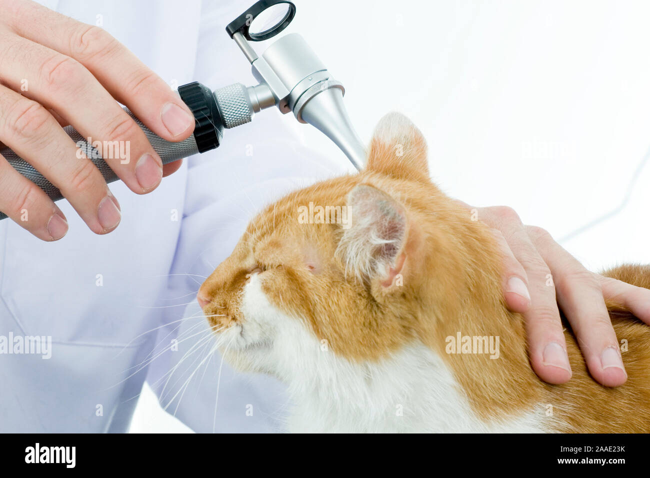 Katze bekommt Ohren untersucht Banque D'Images