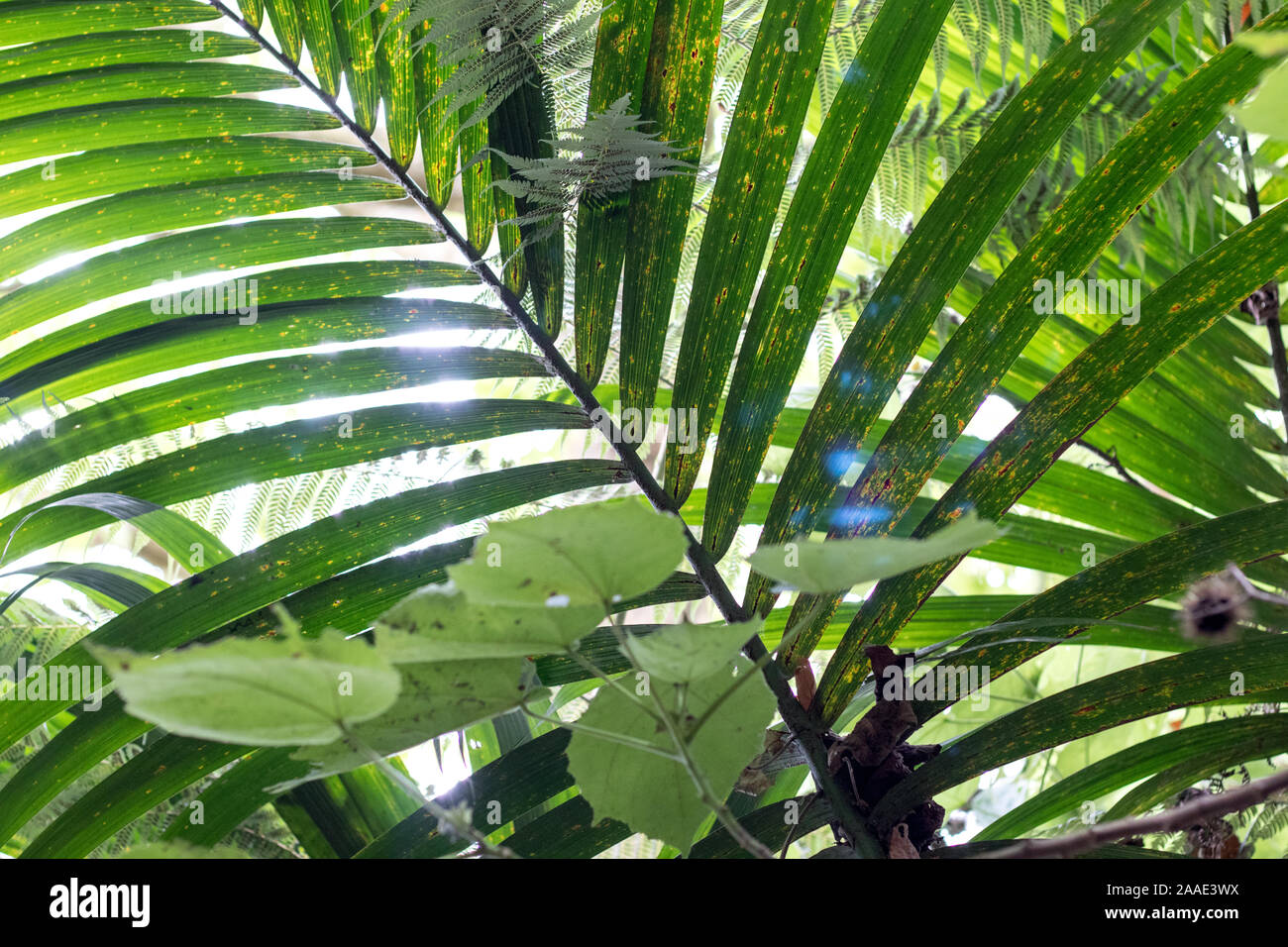 Libre de la végétation naturelle du Mont Eden Park en Nouvelle-Zélande. Montrant la feuille de palmier et autres espaces verts. Banque D'Images