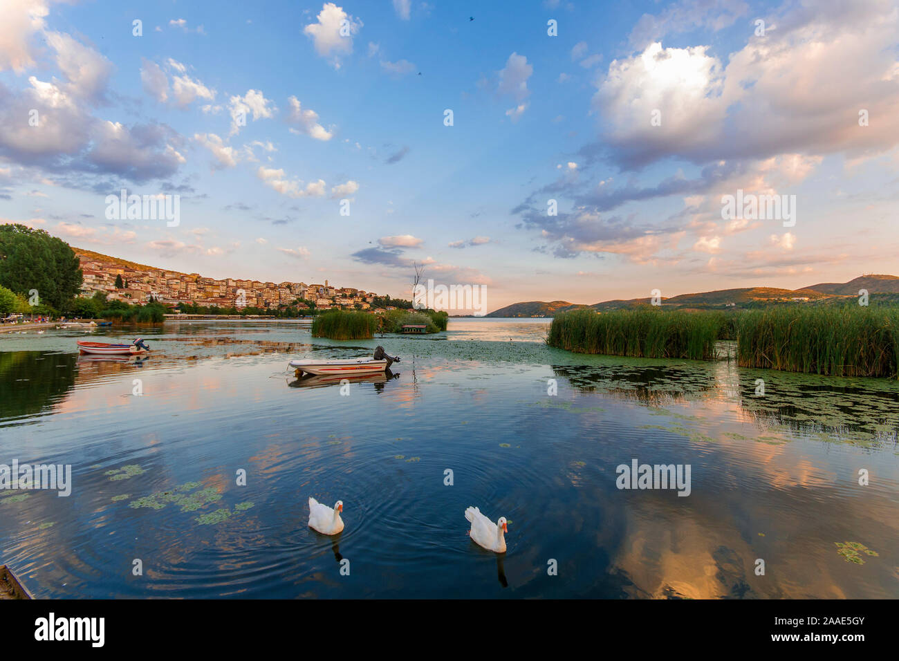 Deux cygnes nageant dans un lac paisible. La ville de Kastoria, Grèce du Nord, visible à l'arrière-plan. Ciel bleu et le coucher du soleil les couleurs. Banque D'Images