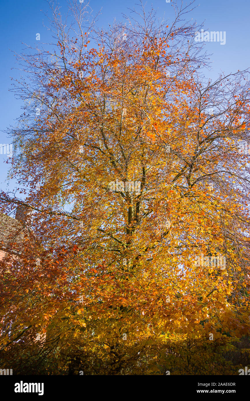 L'essence de l'automne : les feuilles d'un brun doré tournant sur un beech tree en novembre dans un jardin anglais Banque D'Images