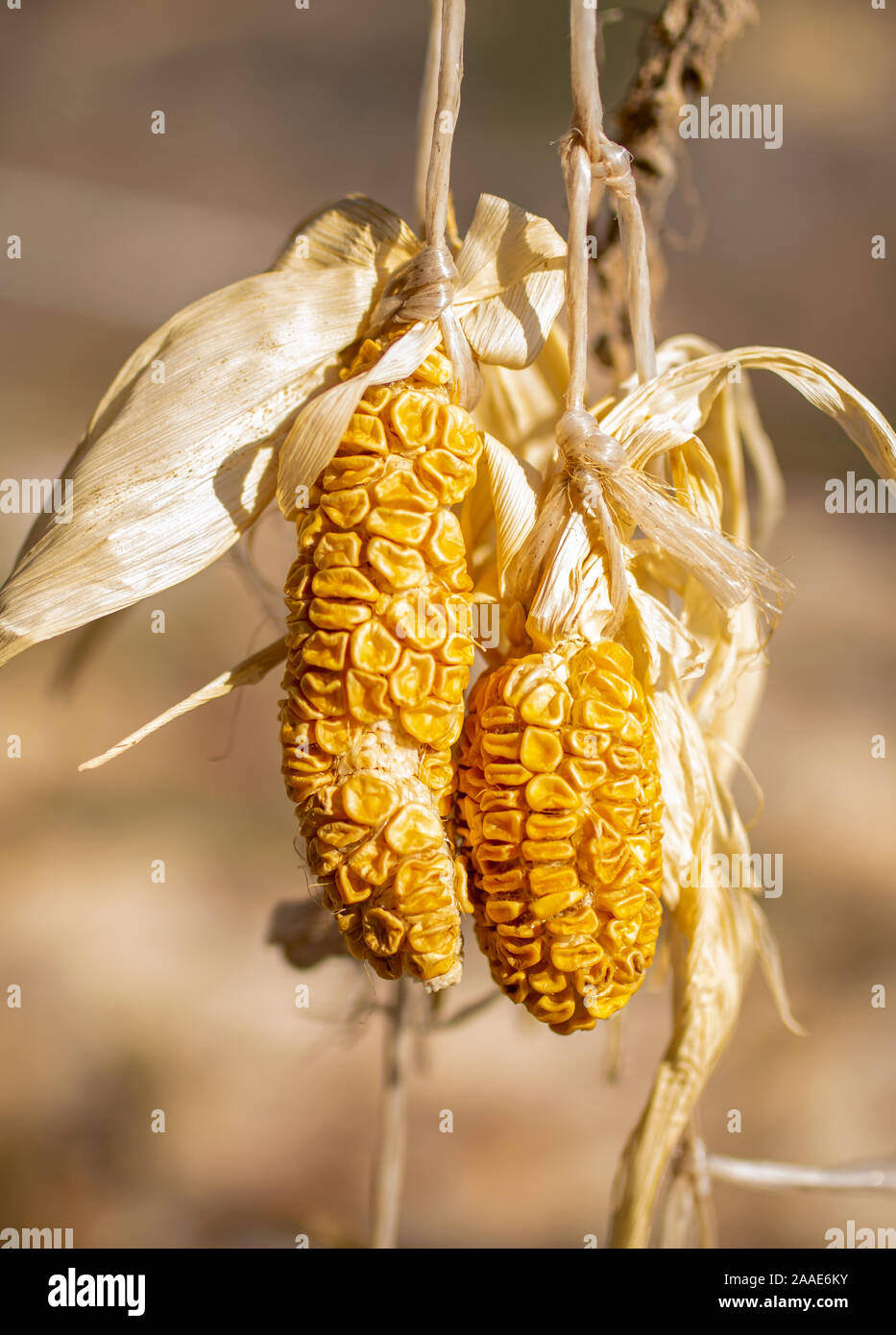 Le maïs séché, gros plan Banque D'Images