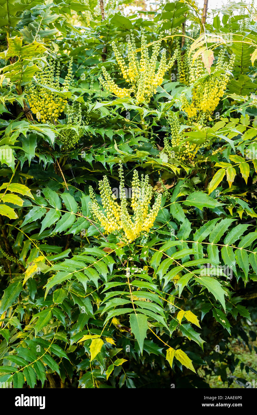 À la fin de l'automne, les pics de floraison de Mahonia x media (variété que l'on croit être "Charité" ou de l'Oregon Grape) émergent l'émission d'une odeur parfumée au début de l'hiver Banque D'Images