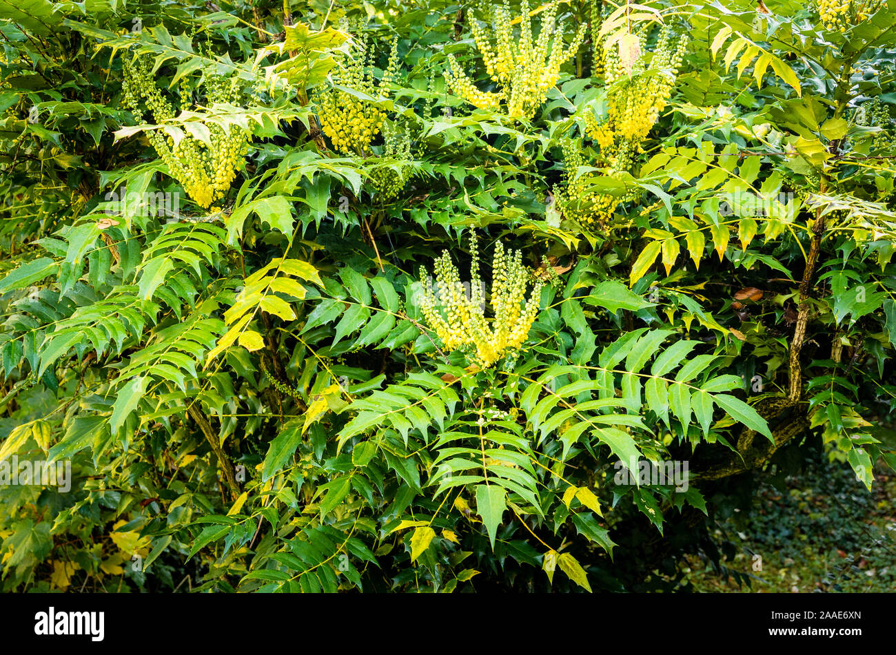 À la fin de l'automne, les pics de floraison de Mahonia x media (variété que l'on croit être "Charité" ou de l'Oregon Grape) émergent l'émission d'une odeur parfumée au début de l'hiver Banque D'Images