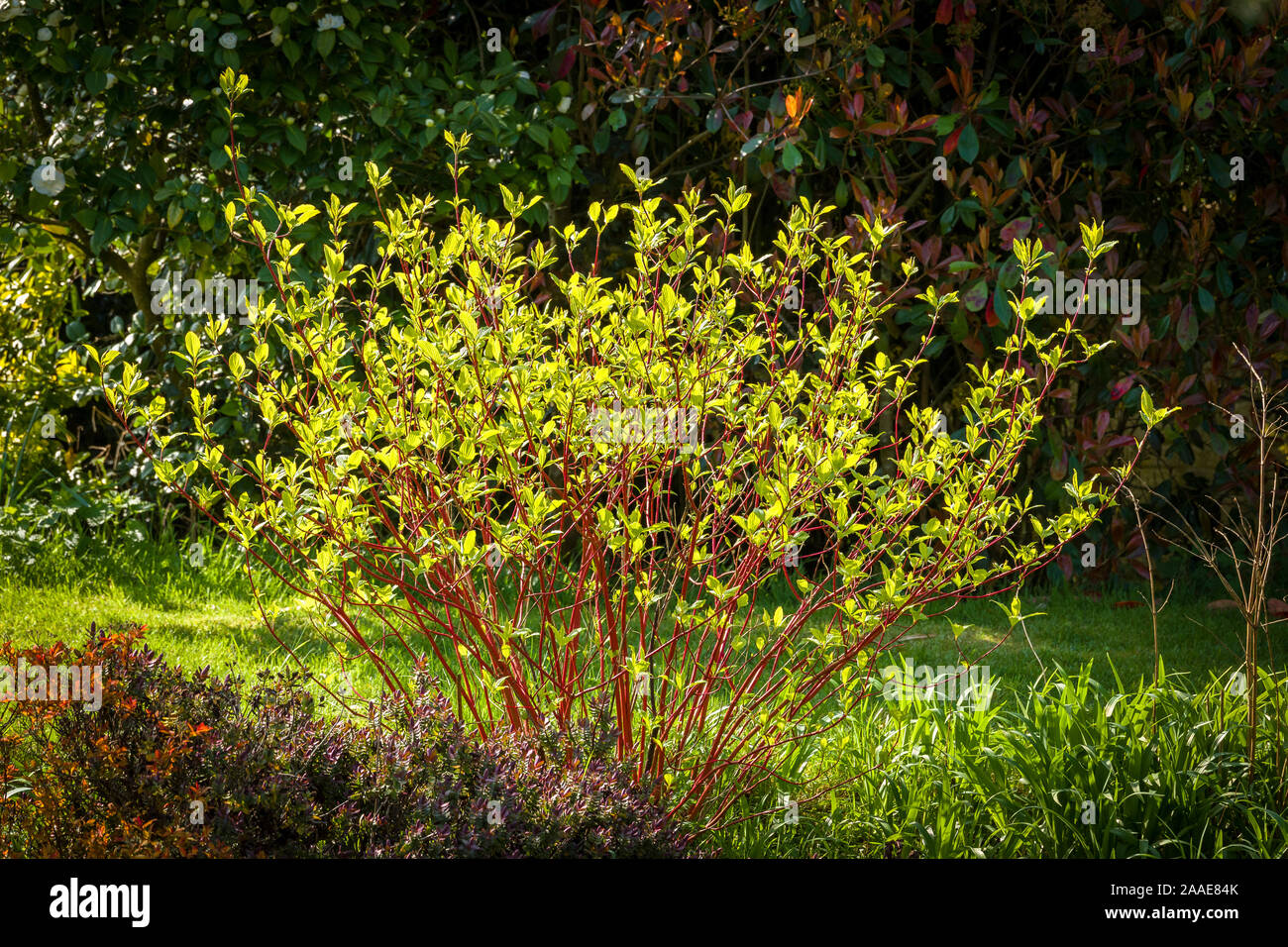 Tiges rouge coloré de Cornus alba sibirica Westonbirt qith nouveau feuillage frais figurant à la fin de l'hiver dans un jardin Anglais UK Banque D'Images