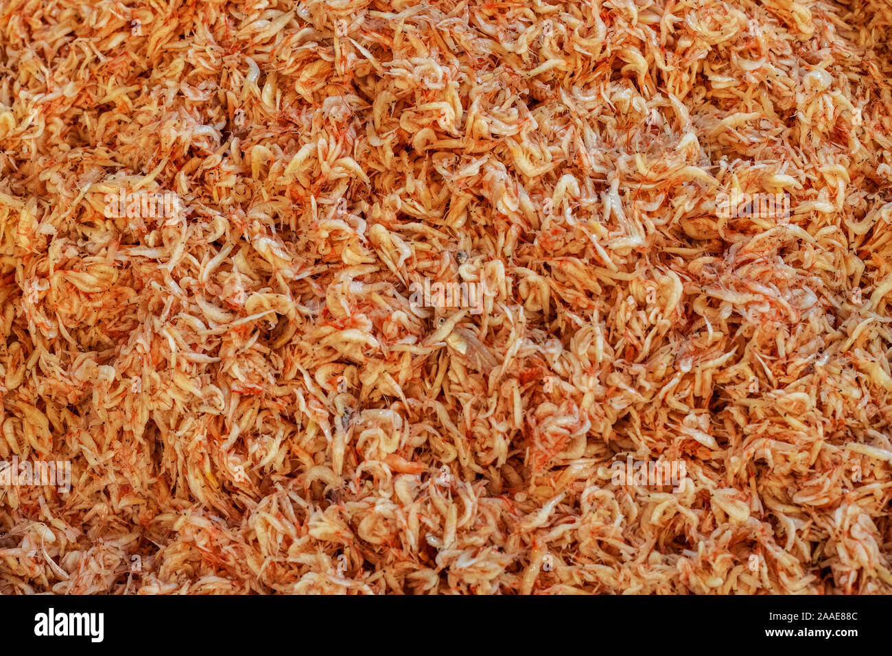 Petite Crevette Banque D Image Et Photos Alamy