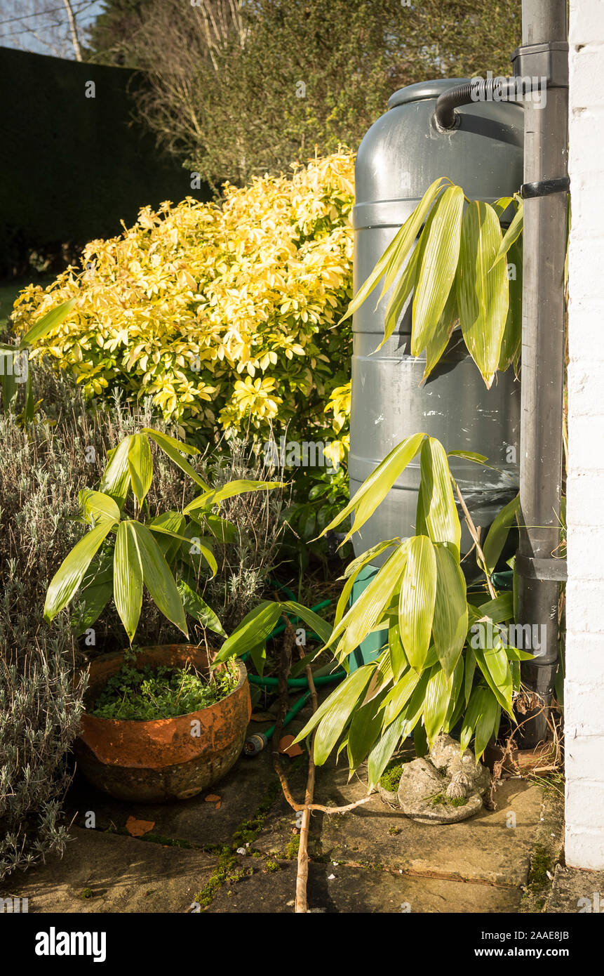 Les graminées ornementales envahissantes d'examen préalable d'un petit réservoir d'eau de pluie dans un jardin d'arbustes frontière Banque D'Images
