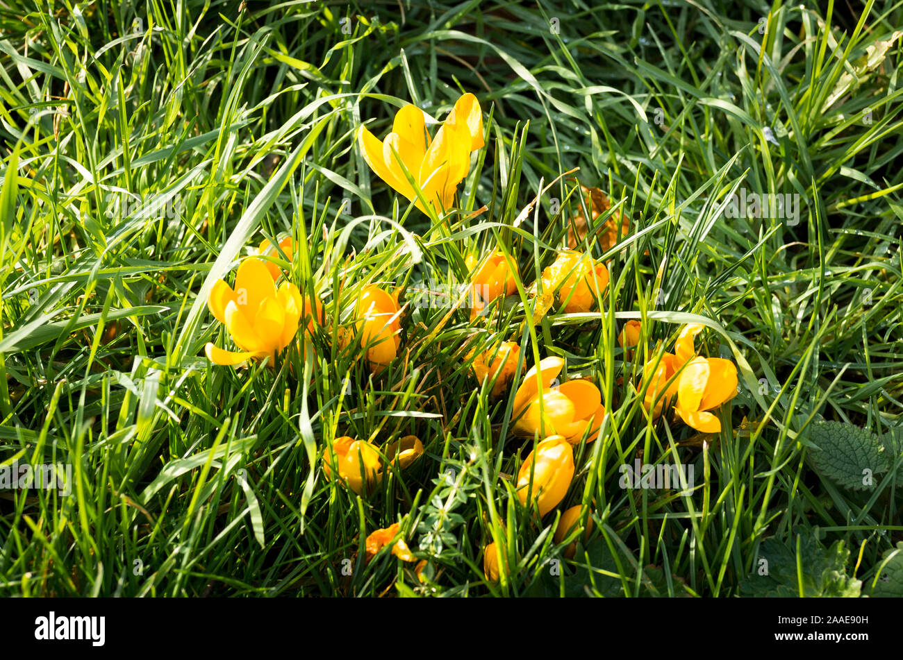 Les crocus jaune vif naturalisés et croissante entre les lames de l'herbe non coupée de pelouse dans un jardin anglais en février. Le souhaitez moins de concurrence Banque D'Images