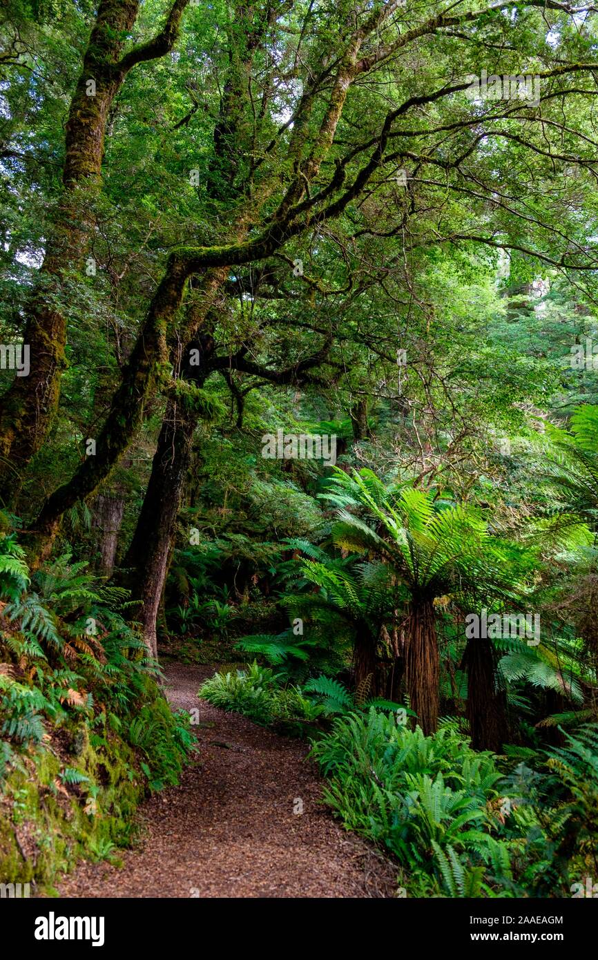 Sentier à travers forêt vierge au lac d'Waikareiti Te Urewera, Hawkes Bay, North Island, New Zealand Banque D'Images
