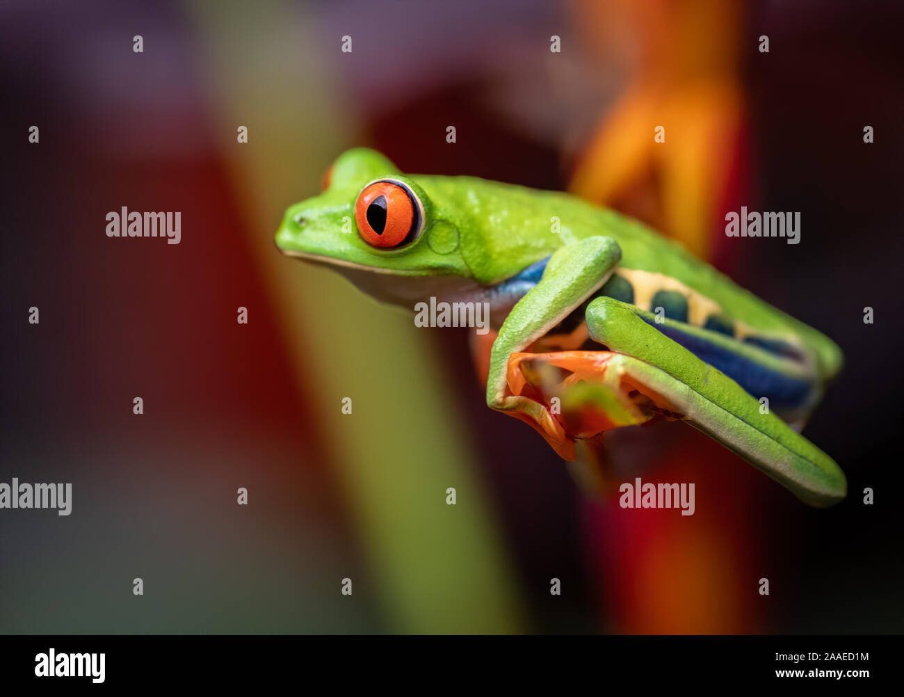 Une grenouille d'arbre au Costa Rica Banque D'Images