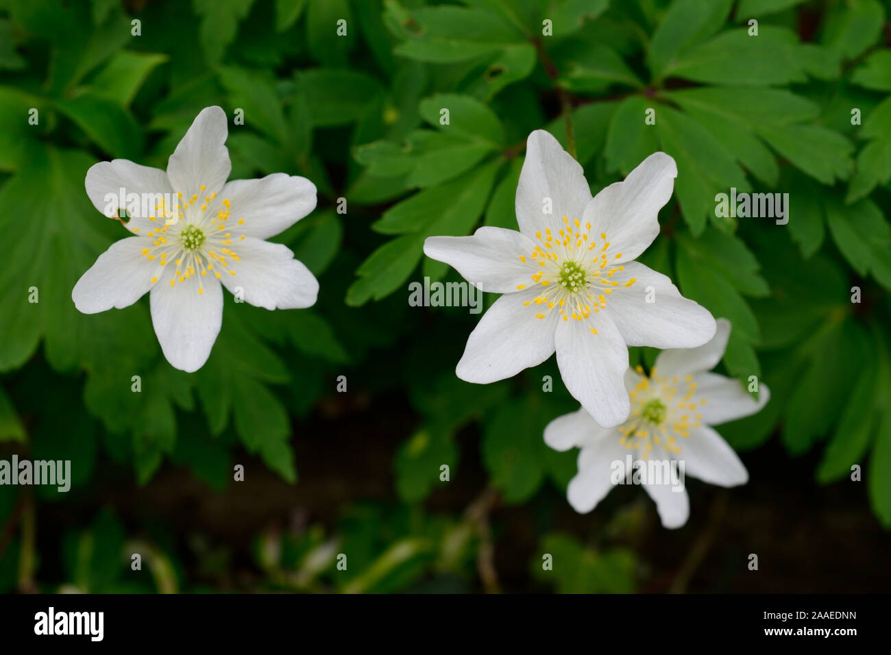 L'Anémone des bois. (Anemone nemorose). libre de deux fleurs blanches avec des étamines jaunes. Banque D'Images