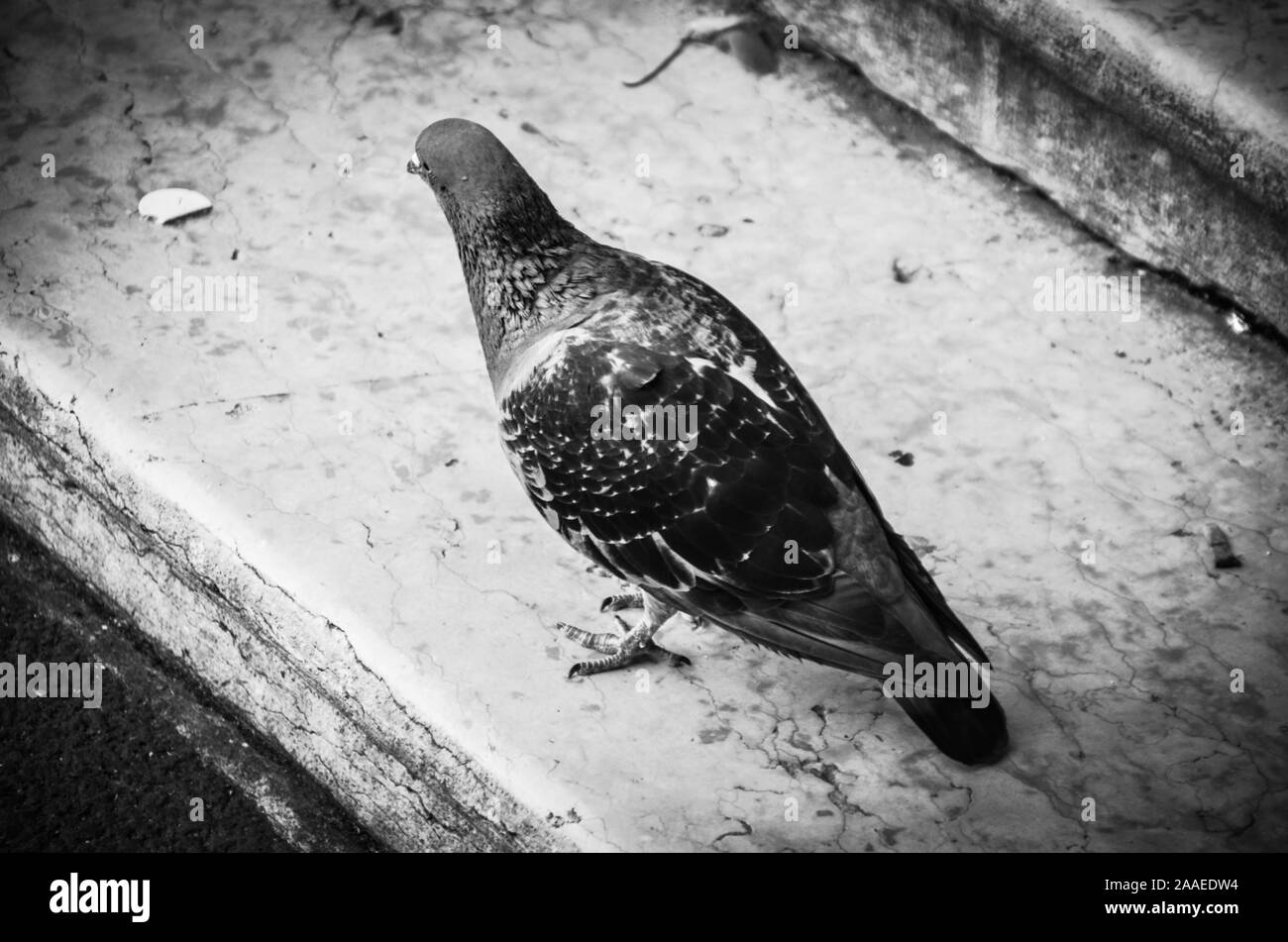 Pigeon à proximité dans les rues de Venise Banque D'Images Pigeon à proximité dans les rues de Venise Banque D'Images