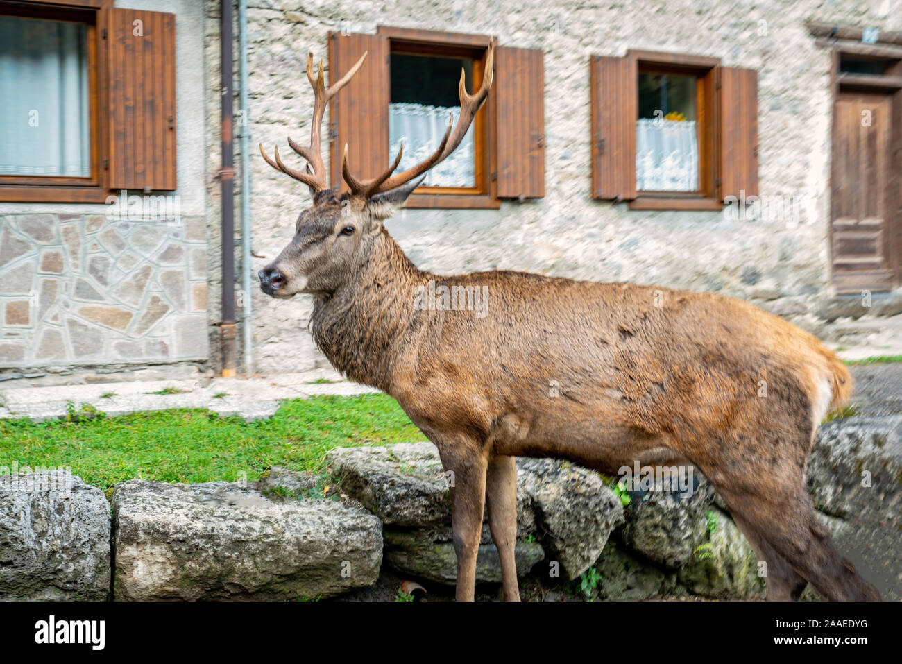 Portrait d'un chevreuil dans une cour avant d'une maison à Pian di Mezzo Molin-Costa in, Dolomites italiennes Banque D'Images