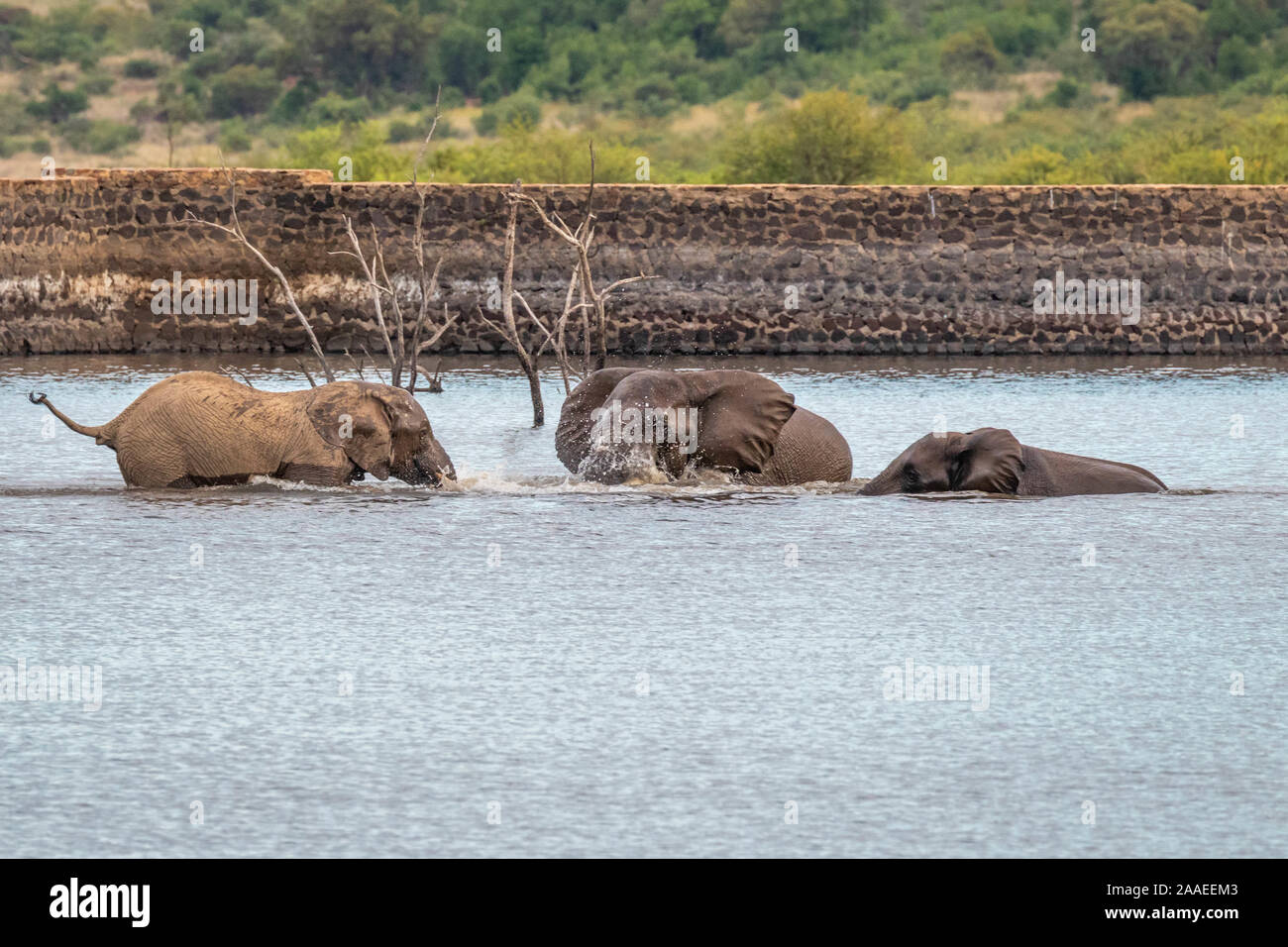 Les éléphants (Loxodonta Africana) jouant dans l'eau, le Parc National de Pilanesberg, Afrique du Sud. Banque D'Images