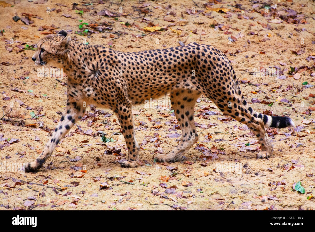 Un guépard promenades dans la savane à la recherche d'une proie Banque D'Images