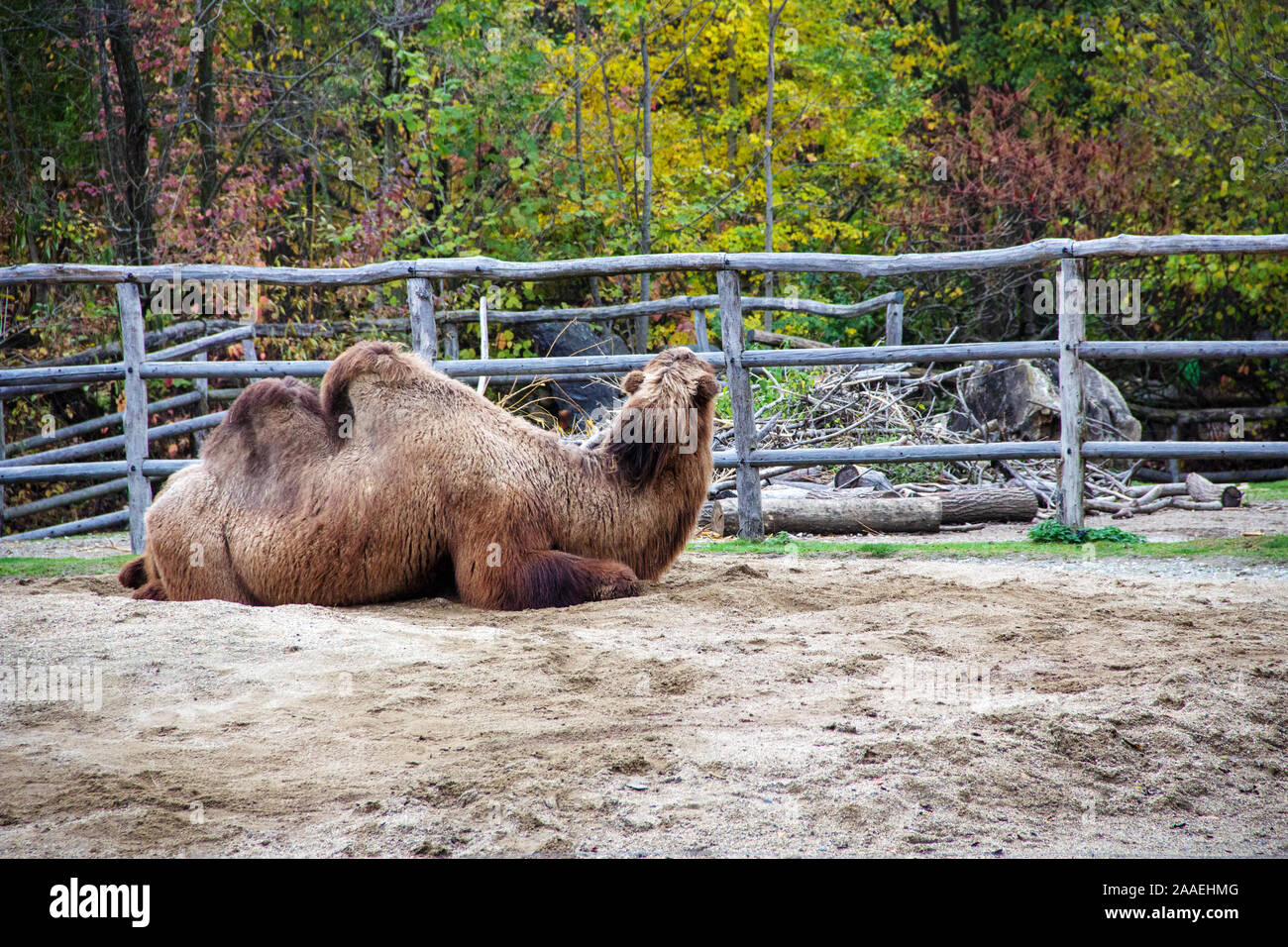 Un animal de camouflage, également connu sous le nom ou à deux bosses Chameau de Bactriane, Camelus ferus Banque D'Images