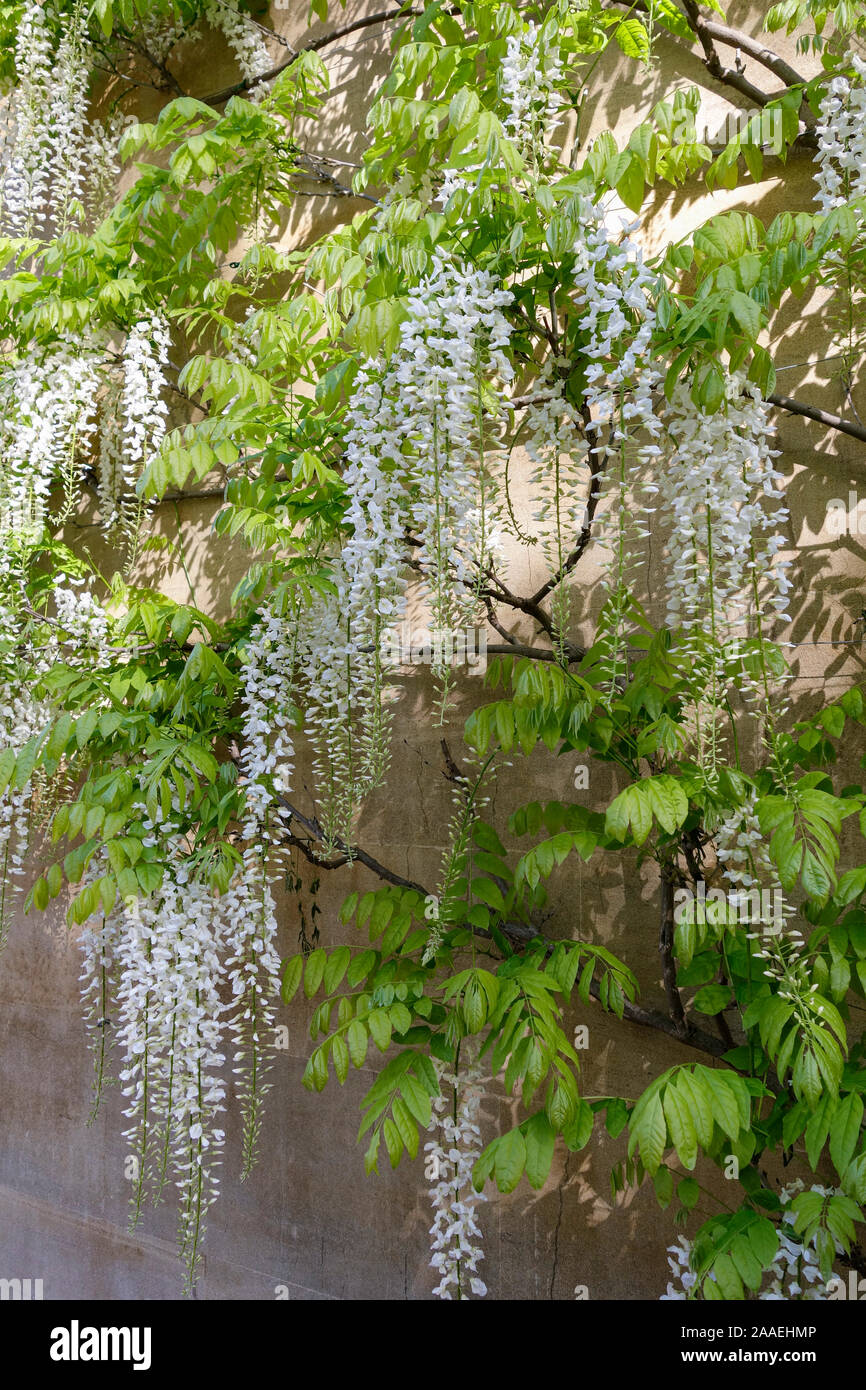 Glycine blanche en pleine croissance et floraison d'un mur de pierre, Angleterre, Royaume-Uni Banque D'Images