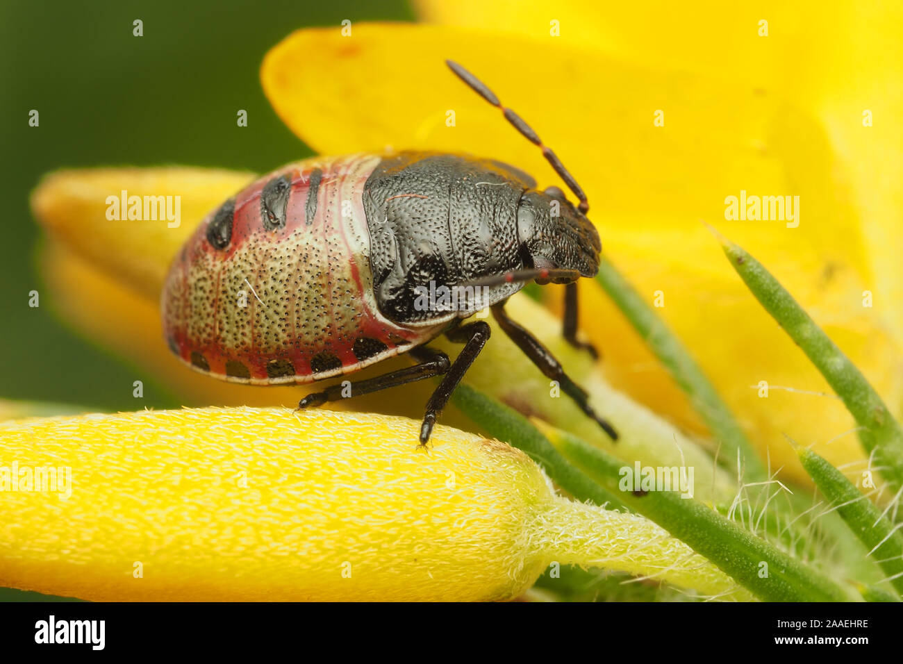 L'ajonc Shieldbug Piezodorus lituratus (nymphe) au repos sur gorse fleur. Tipperary, Irlande Banque D'Images