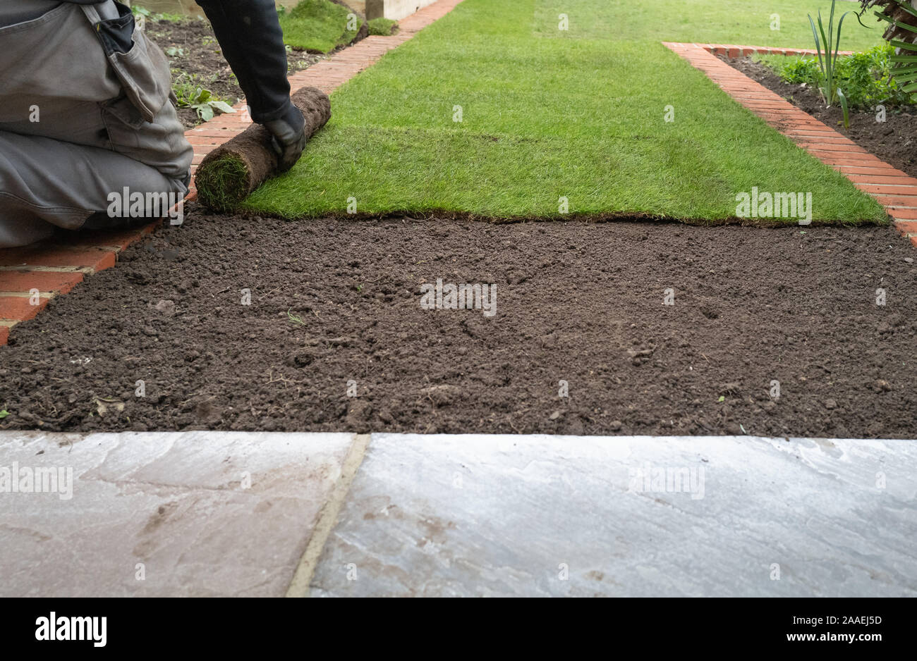 Nouveau gazon herbe étant installé dans un jardin, le long de la bordure de la brique. Banque D'Images