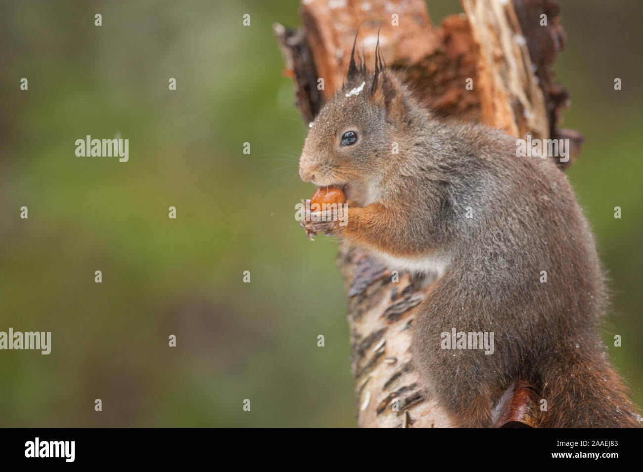 Écureuil rouge avec acorn se nourrissant d'un arbre brach Banque D'Images