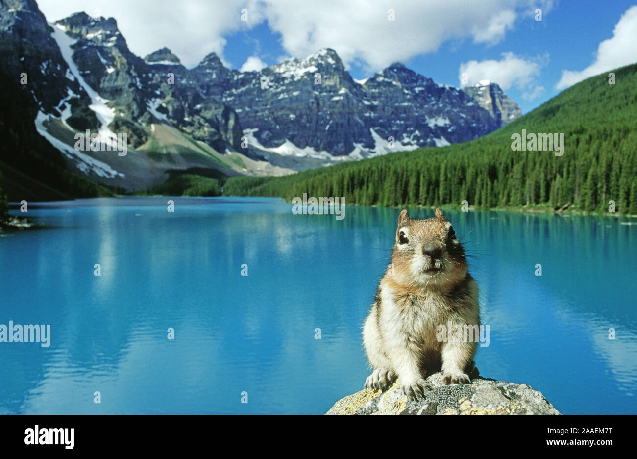 Vor dem Erdhörnchen Lac Moraine Banff N.P. im - Kanada Banque D'Images