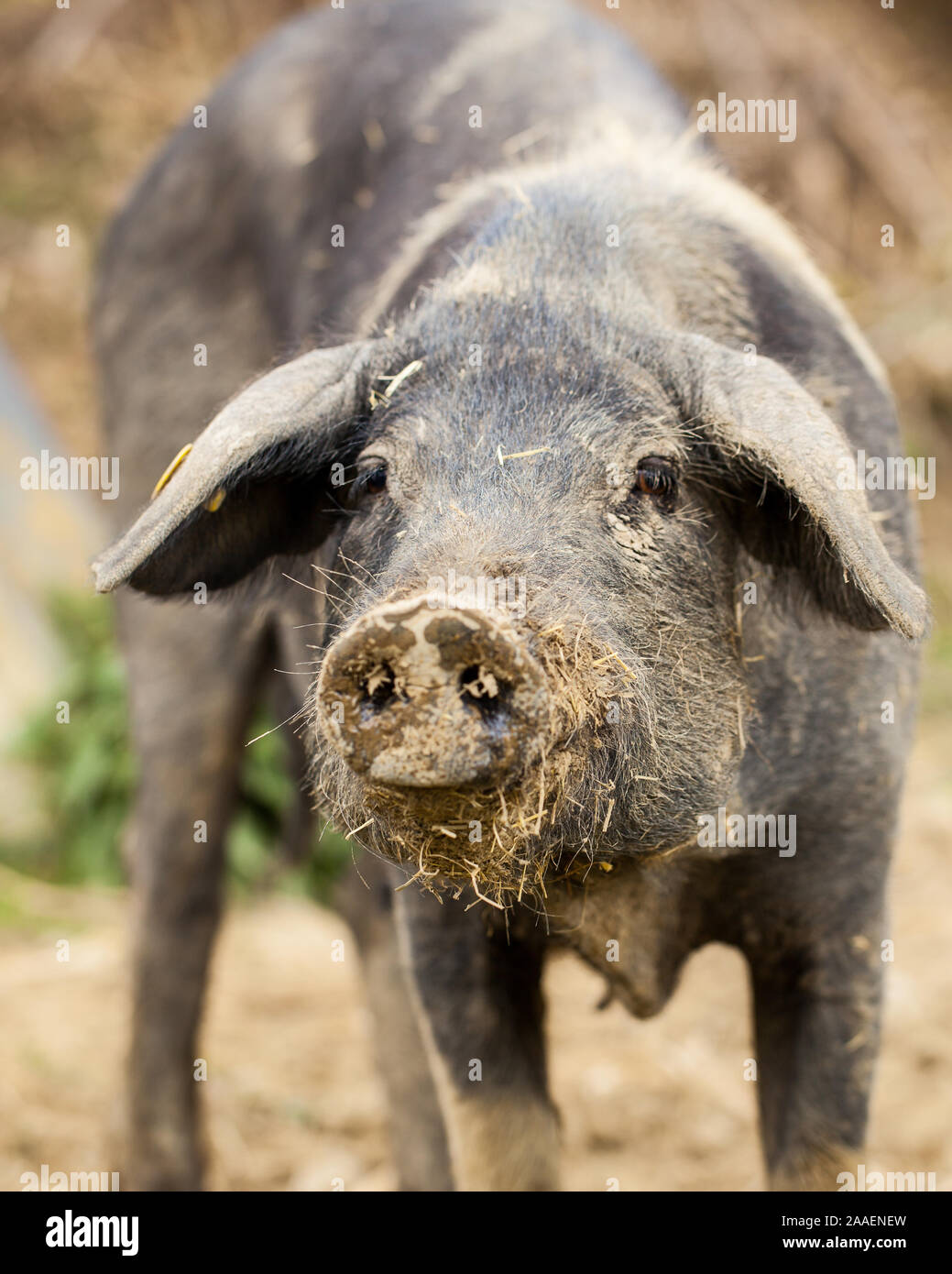 Montrant de porc Cinta Senese (proboscis) Banque D'Images