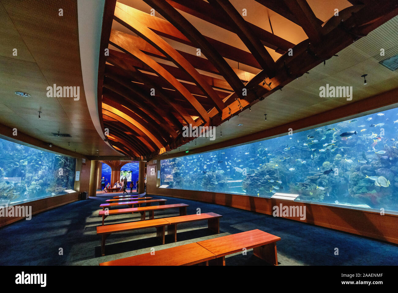 À l'intérieur de la L'Oceanogràfic, le plus grand aquarium océanographique en Europe, Cité des Arts et des Sciences, Valence, Espagne Banque D'Images