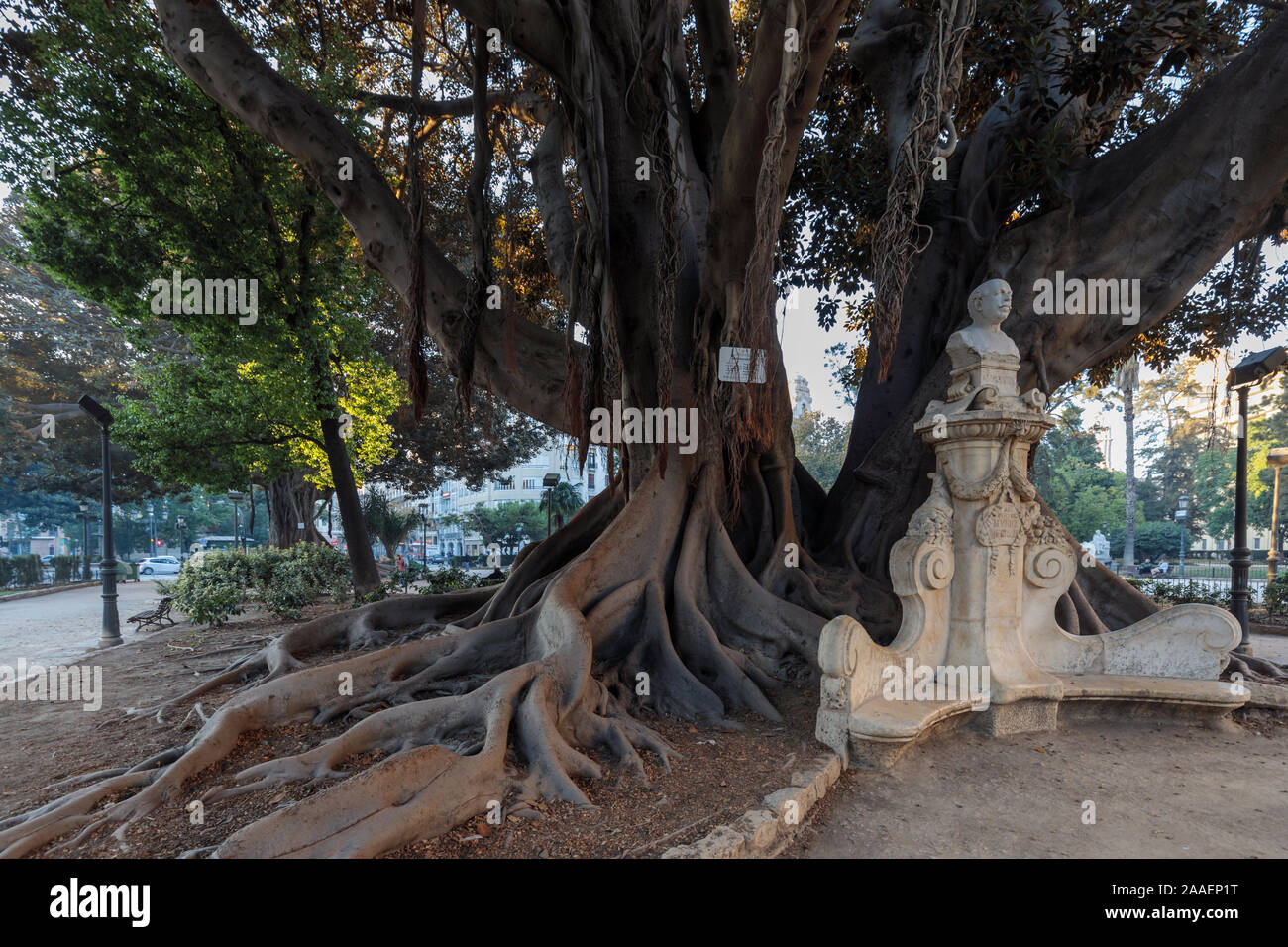 L'arbre étrangleur, Moreton Bay Fig Tree (Ficus macrophylla), à l'origine, importé de l'Australie. Valencia, Espagne, Europe Banque D'Images
