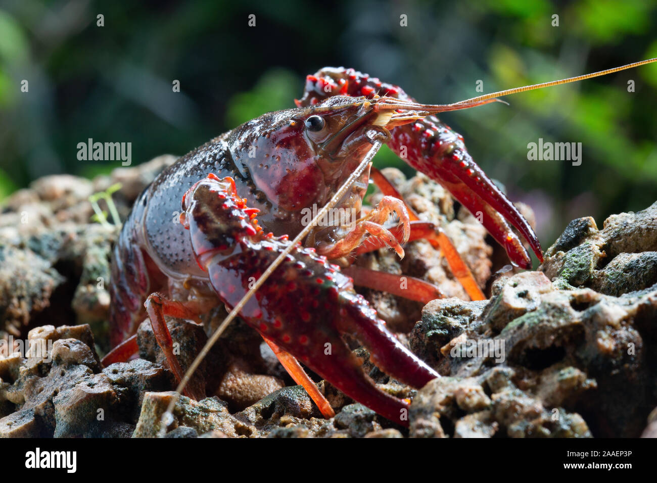 Procambarus clarkii est une espèce d'écrevisses d'cambarid, originaire du nord du Mexique, et du sud et sud-est des États-Unis Banque D'Images