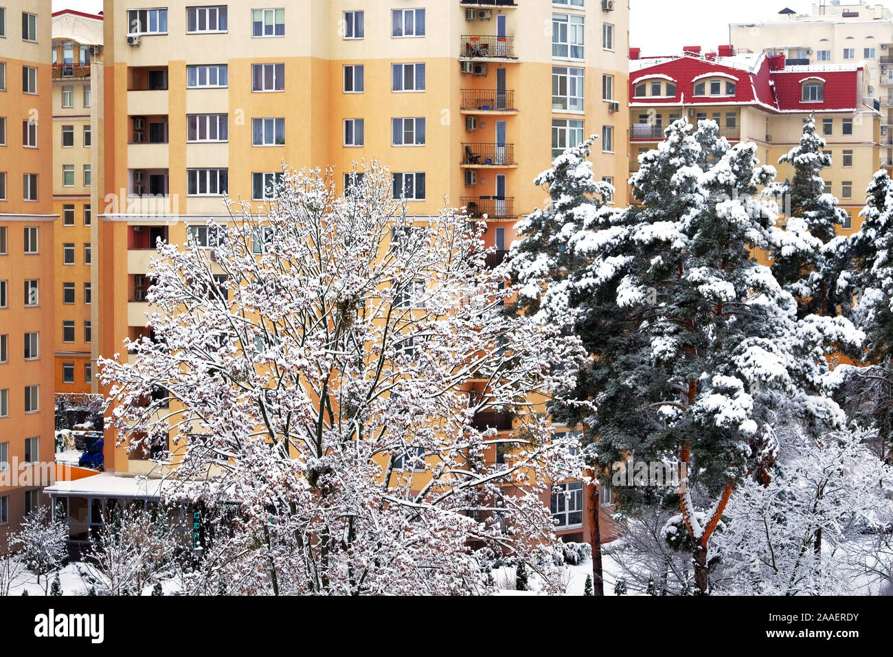Immeuble en hiver avec de beaux arbres couverts de givre sur l'avant. Neige de décembre. Banque D'Images