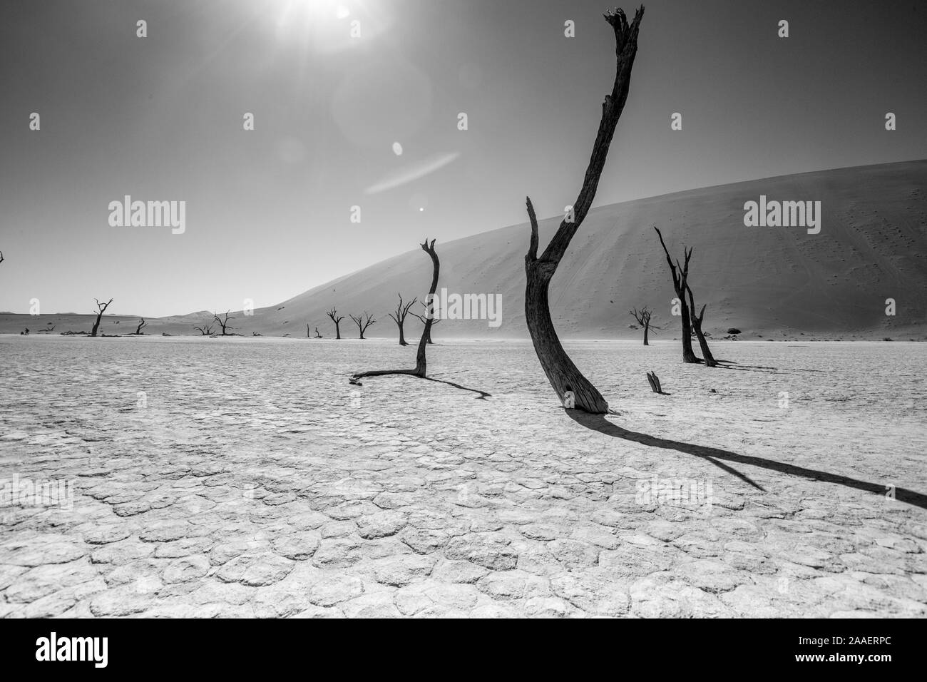 Arbres Camelthorn morts contre dunes rouges et bleu ciel à Deadvlei, Sossusvlei. Namib-Naukluft National Park, Namibie, Afrique Banque D'Images