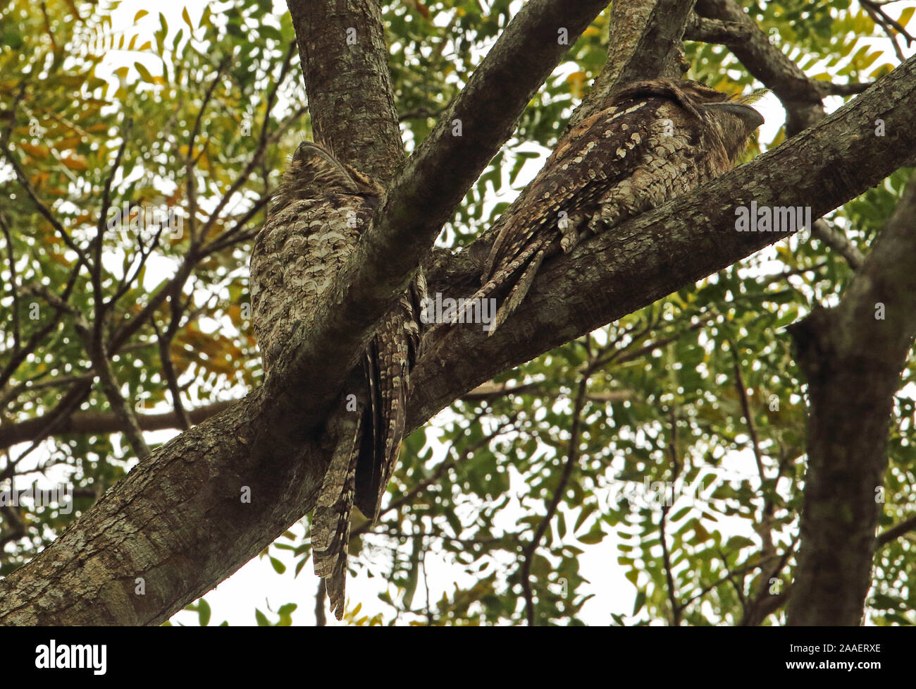 Une grille supérieure de papou (Podargus papuensis) deux adultes se percher dans un arbre à Port Moresby, Papouasie Nouvelle Guinée Juillet Banque D'Images