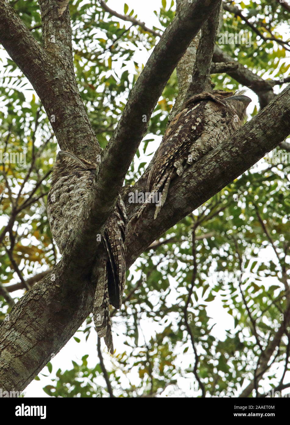 Une grille supérieure de papou (Podargus papuensis) deux adultes se percher dans un arbre à Port Moresby, Papouasie Nouvelle Guinée Juillet Banque D'Images