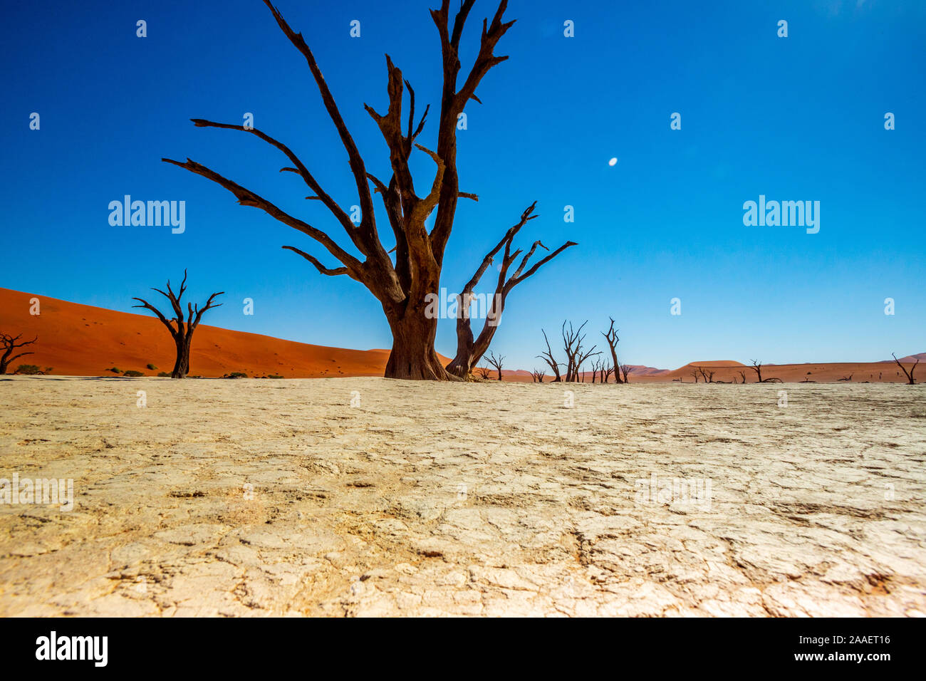 Arbres Camelthorn morts contre dunes rouges et bleu ciel à Deadvlei, Sossusvlei. Namib-Naukluft National Park, Namibie, Afrique Banque D'Images
