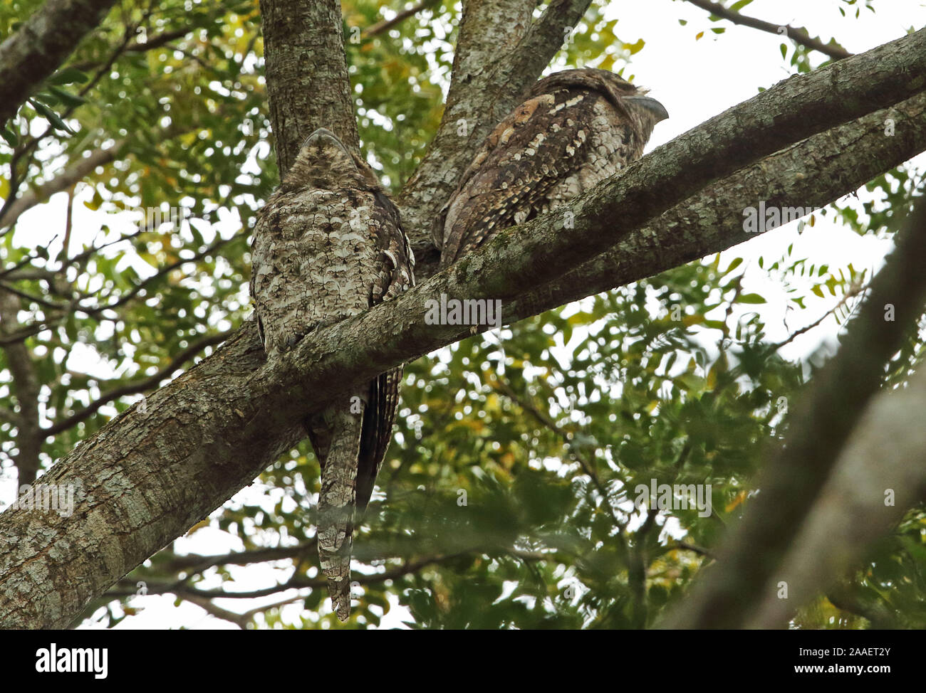 Une grille supérieure de papou (Podargus papuensis) deux adultes se percher dans un arbre à Port Moresby, Papouasie Nouvelle Guinée Juillet Banque D'Images