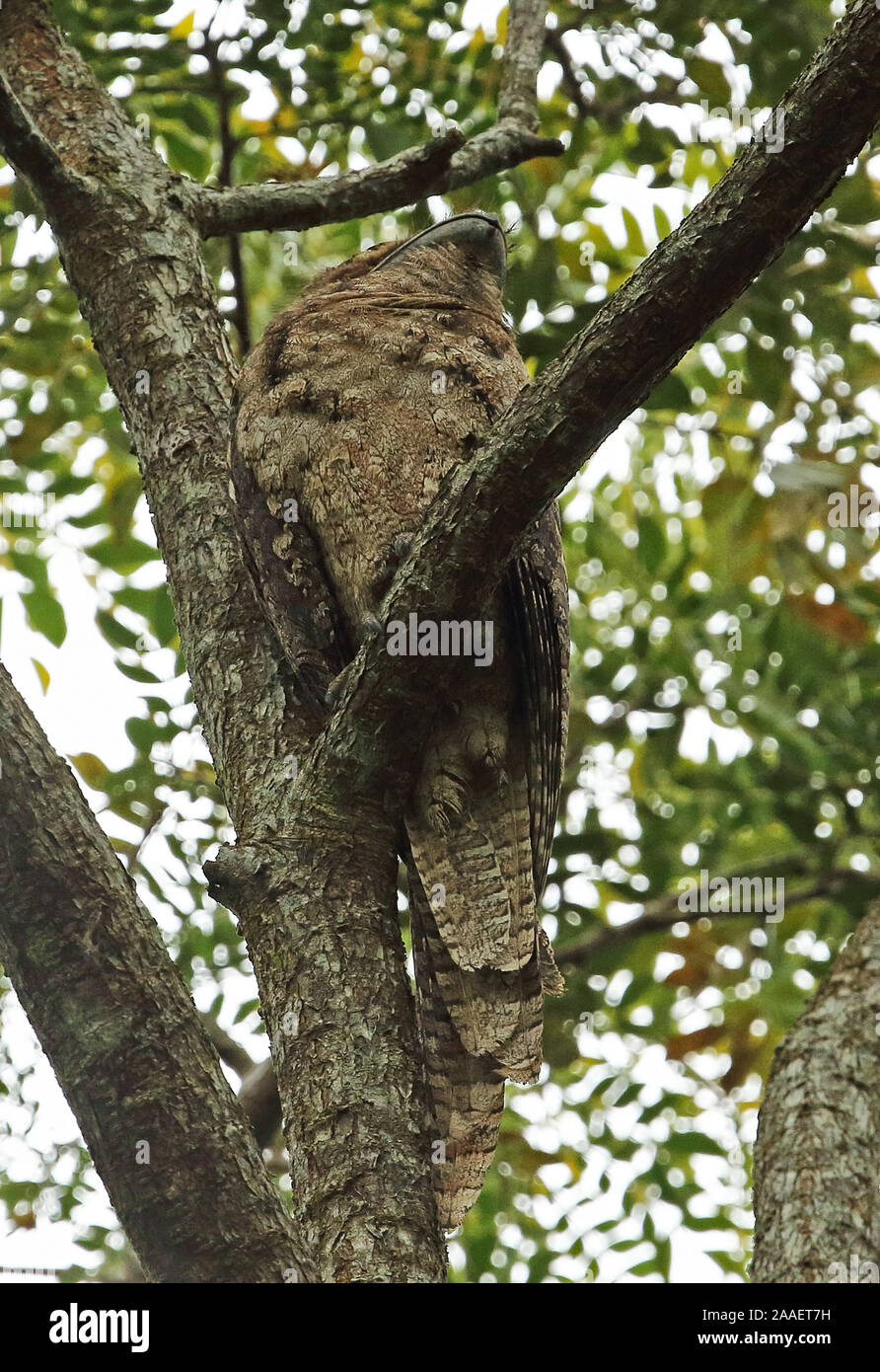 Une grille supérieure de papou (Podargus papuensis) adulte se percher dans un arbre à Port Moresby, Papouasie Nouvelle Guinée Juillet Banque D'Images