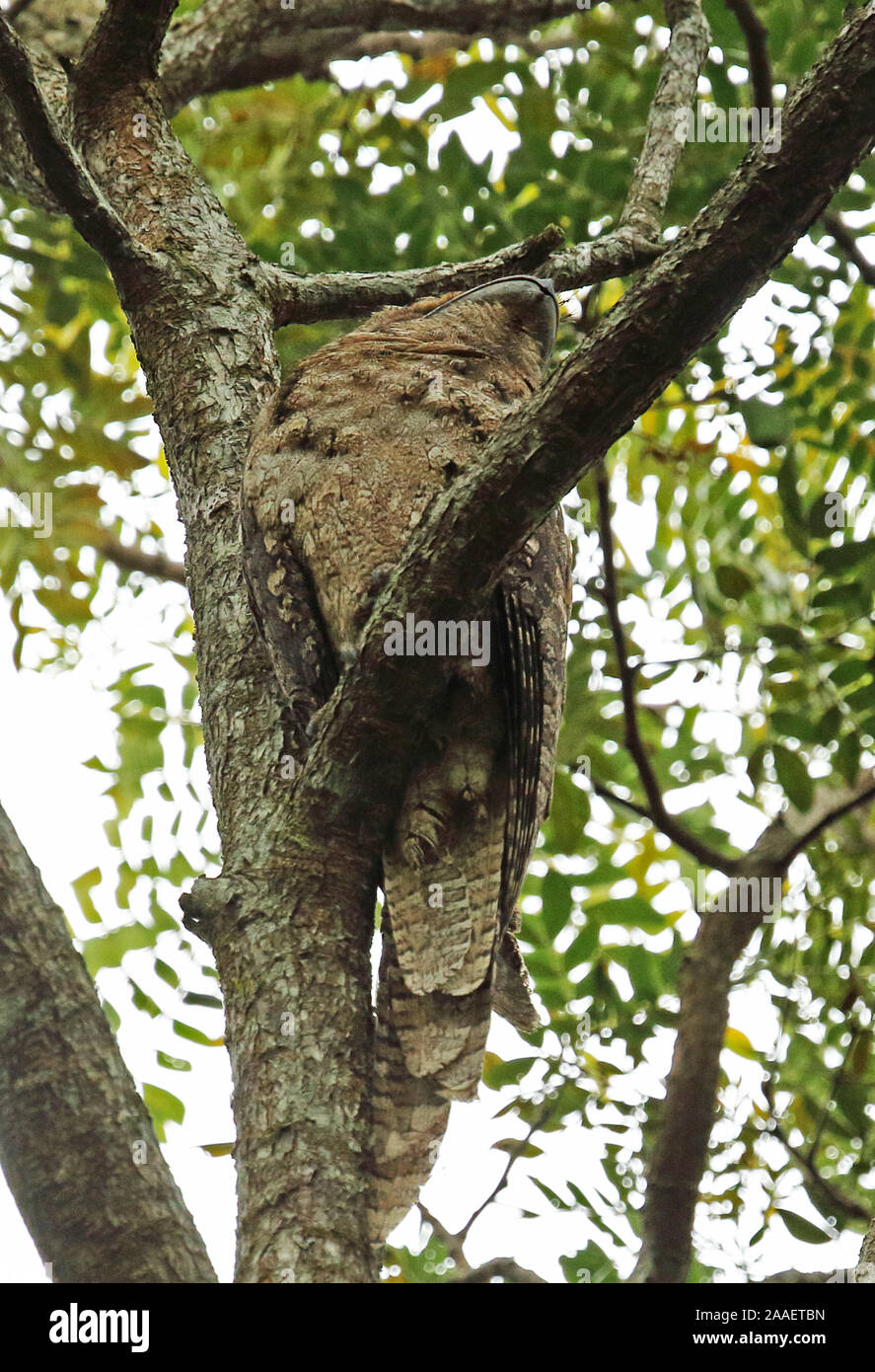 Une grille supérieure de papou (Podargus papuensis) adulte se percher dans un arbre à Port Moresby, Papouasie Nouvelle Guinée Juillet Banque D'Images