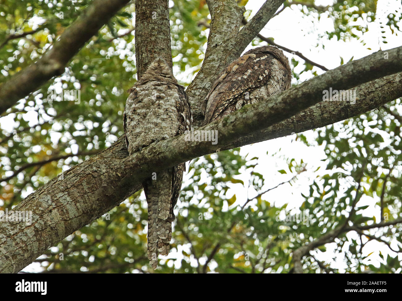 Une grille supérieure de papou (Podargus papuensis) deux adultes se percher dans un arbre à Port Moresby, Papouasie Nouvelle Guinée Juillet Banque D'Images