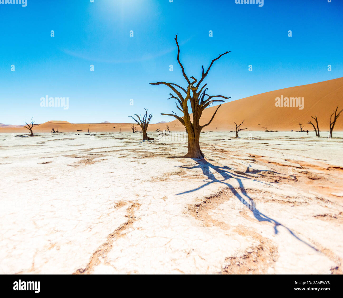 Arbres Camelthorn morts contre dunes rouges et bleu ciel à Deadvlei, Sossusvlei. Namib-Naukluft National Park, Namibie, Afrique Banque D'Images