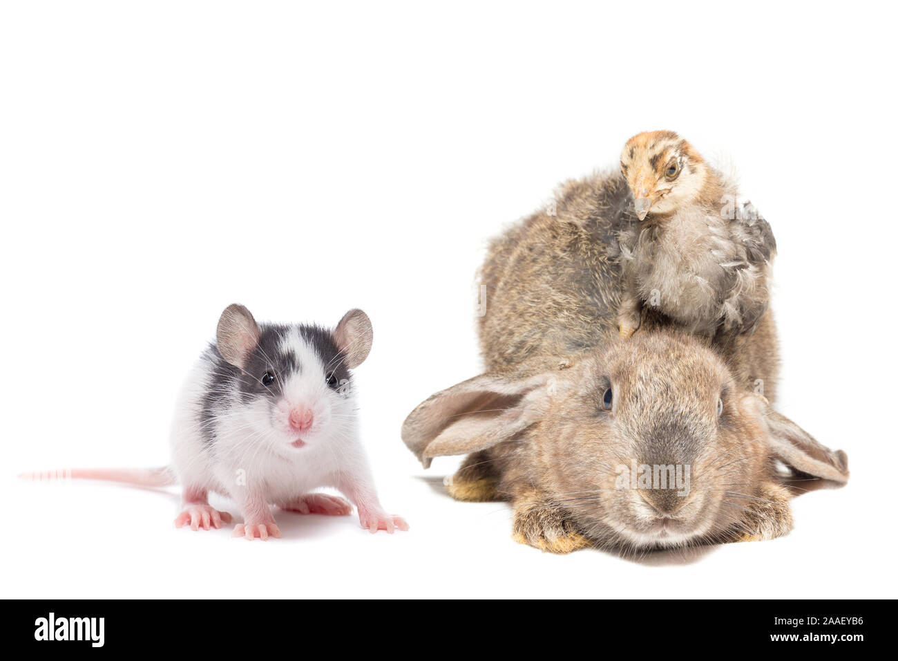 Le lapin, le poulet et le rat sur un fond isolé blanc Photo Stock - Alamy