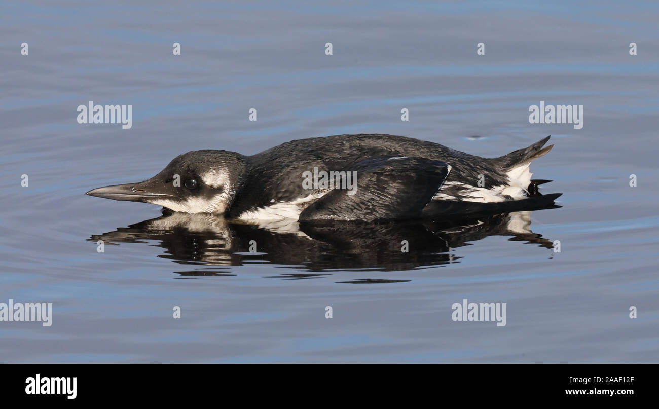 Guillemot de Troïl (Uria aalge) Banque D'Images