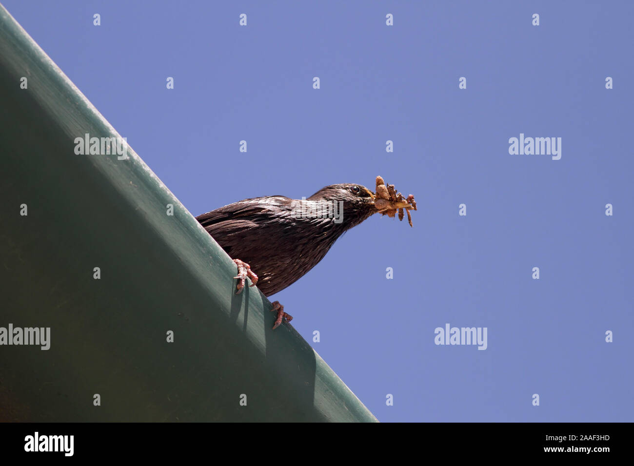 Blackbird européenne avec son bec plein de vers pendant la saison de la panure Banque D'Images