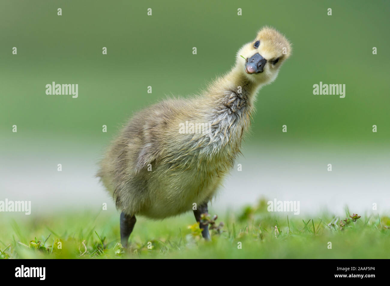 Graugans, Kueken, Anser anser, Banque D'Images