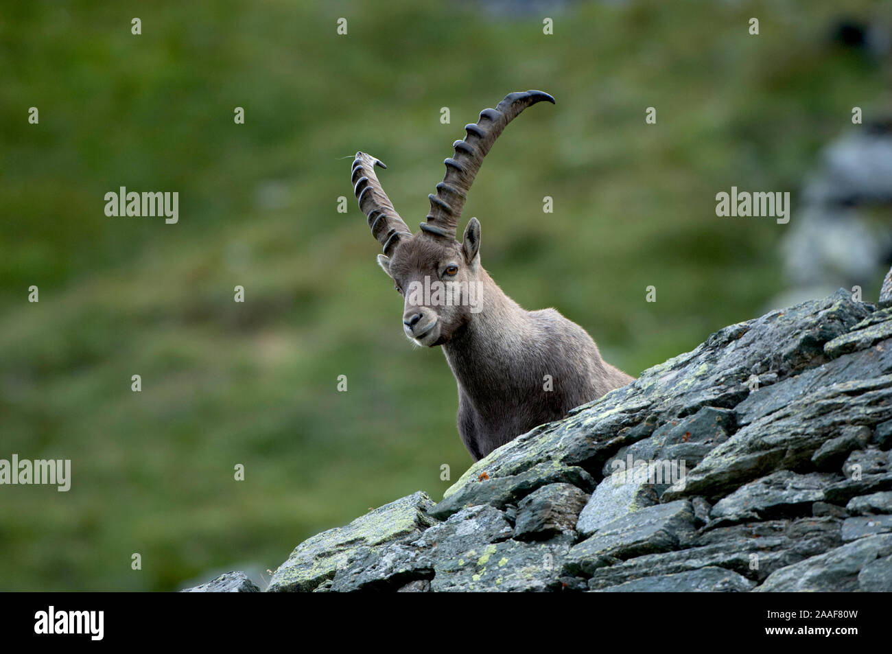 Steinbock in den Alpen Banque D'Images
