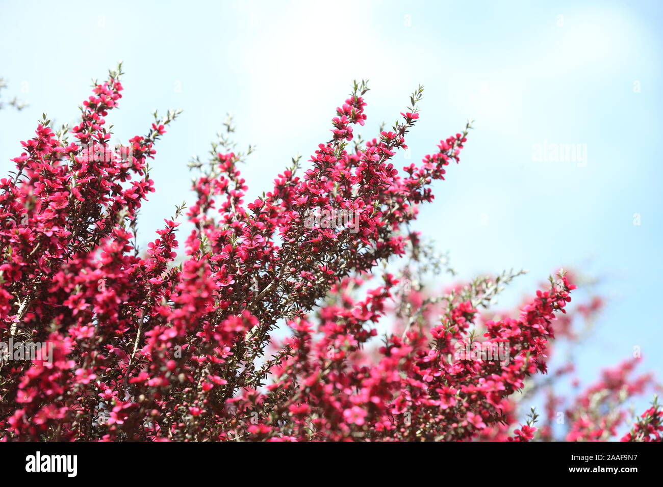 Leptospermum scoparium 'Nichnii' en floraison Banque D'Images