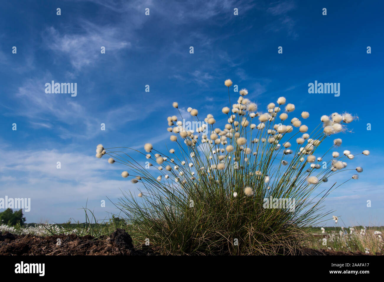 Moor-Wollgras Scheiden-Wollgras Wollgras,,, Eriophorum vaginatum, Pflanze, Pflanzen, Bluete Blueten, Banque D'Images